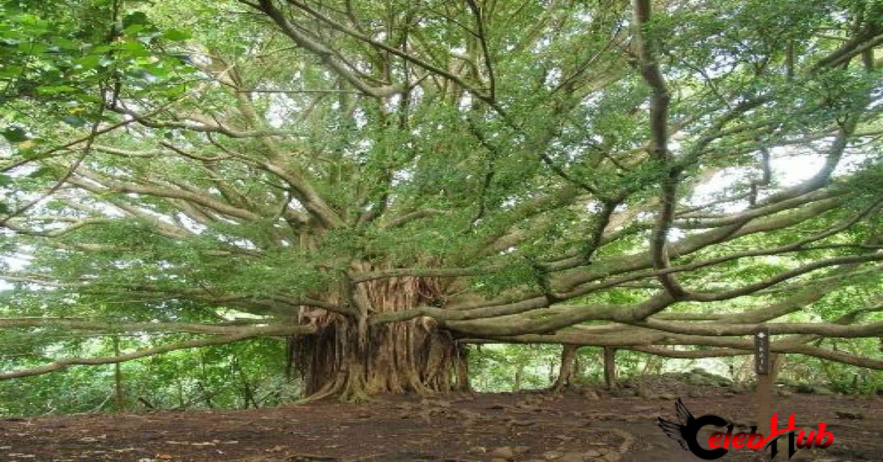 The great baniyan tree