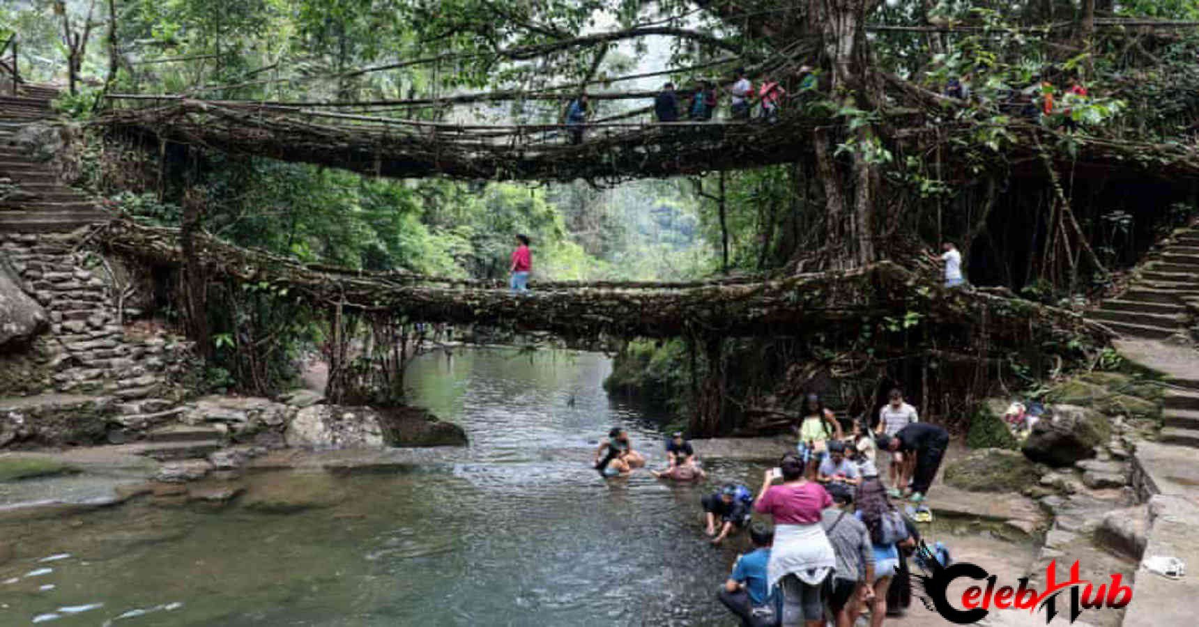 Living root bridge 