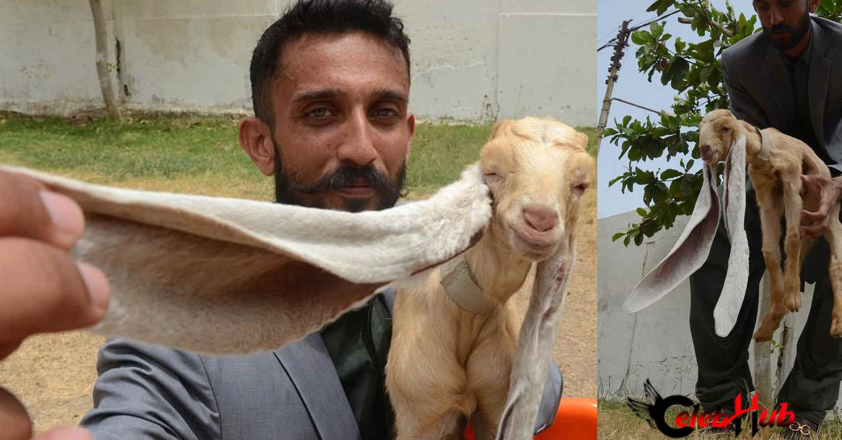 Pakistani Goat