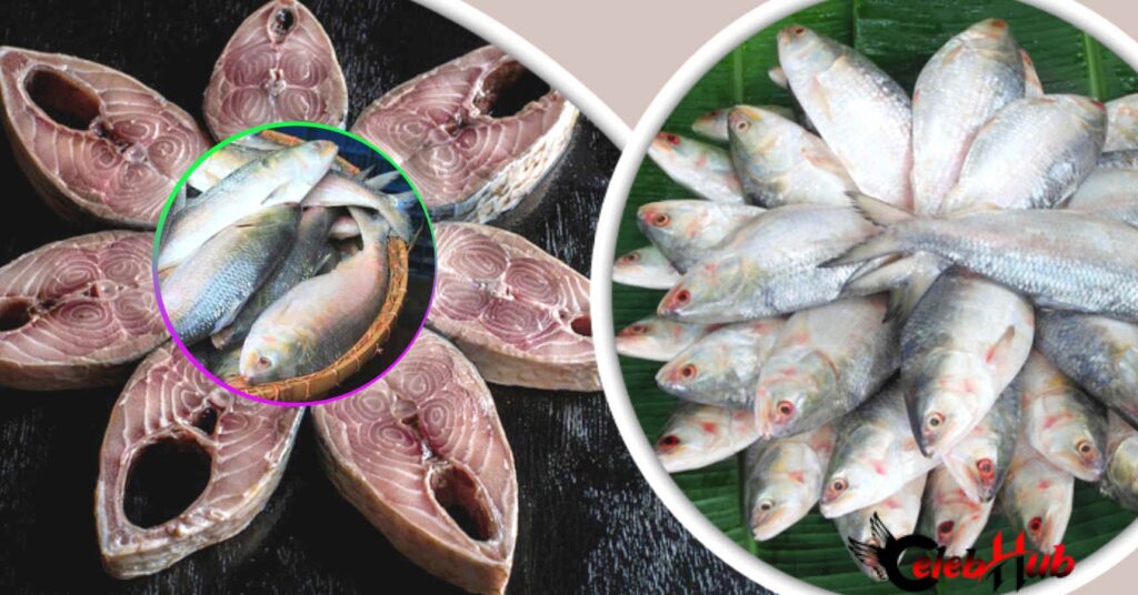 hilsa fish