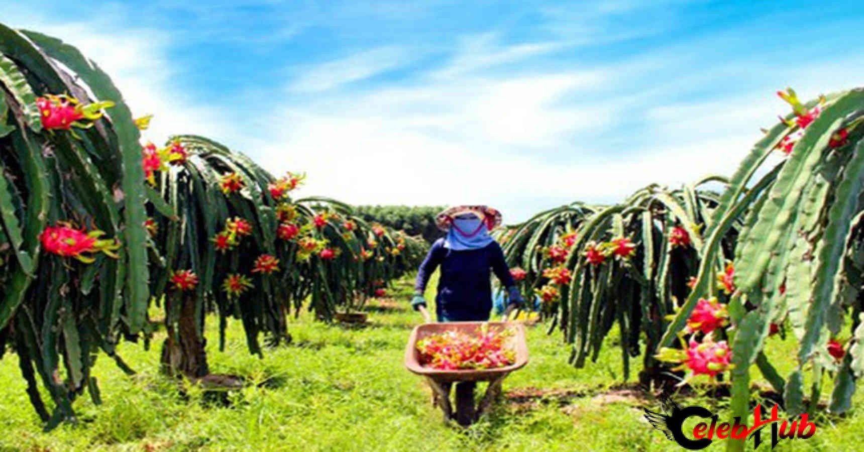 Dragon fruit farming 