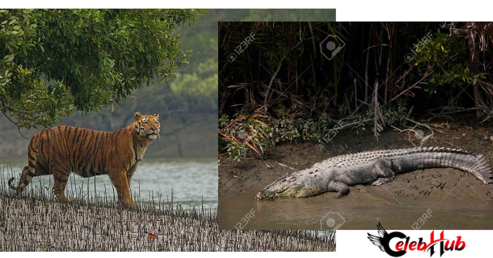 Sundarban 