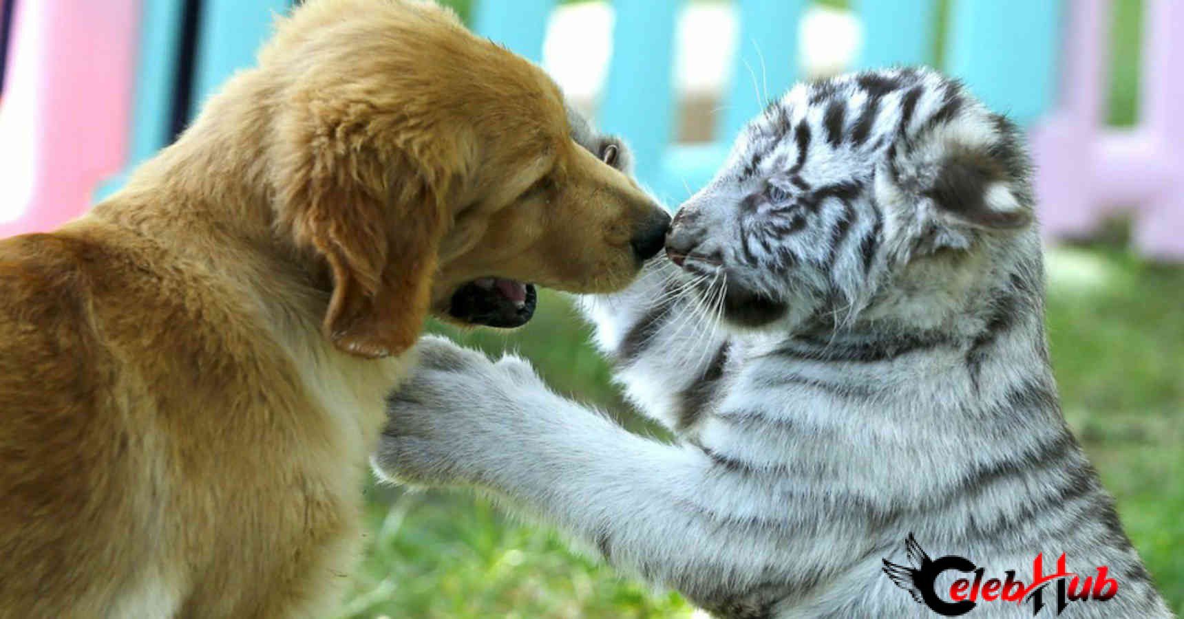 Dog and tiger 