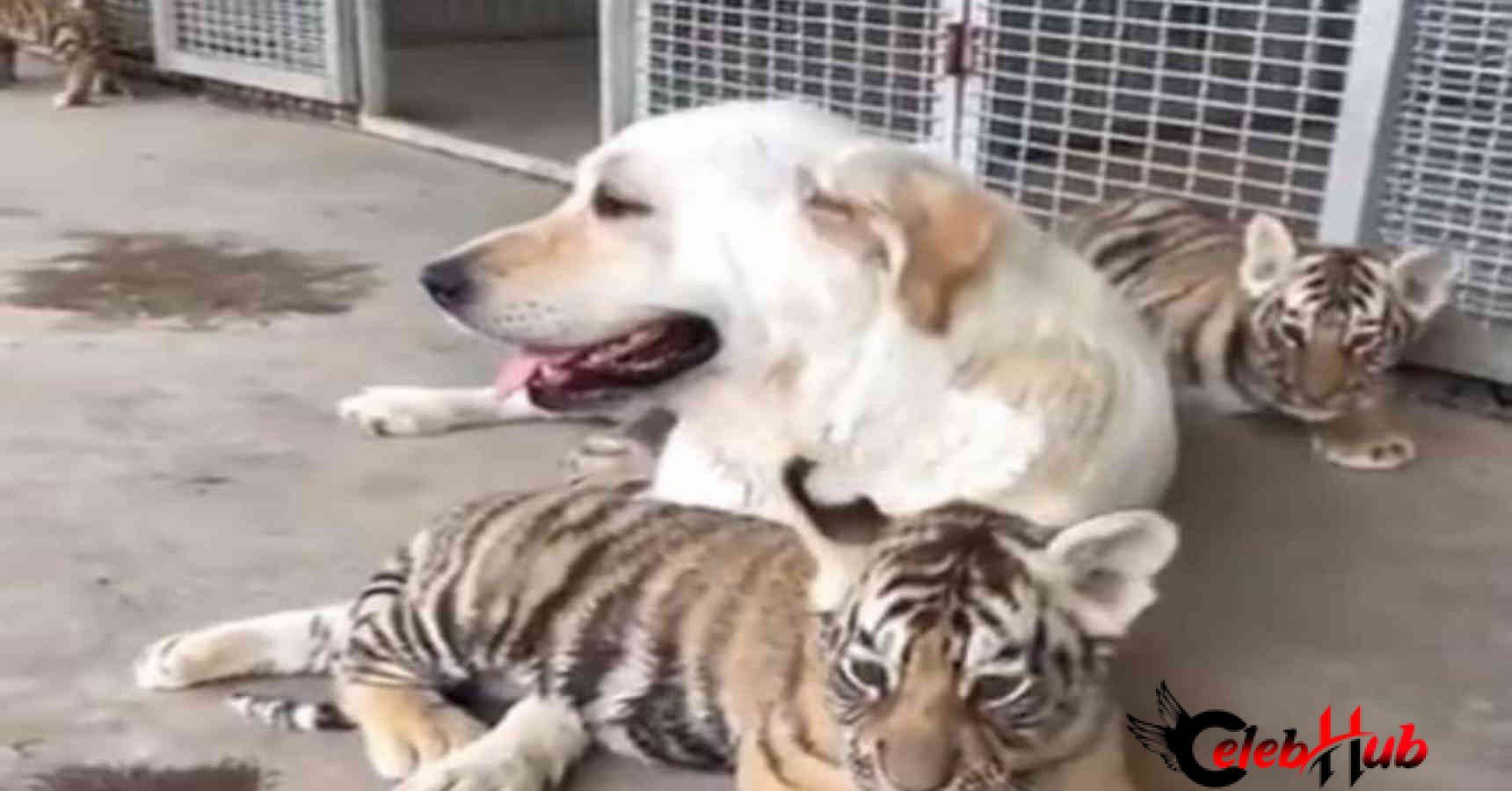 Tiger and dog 