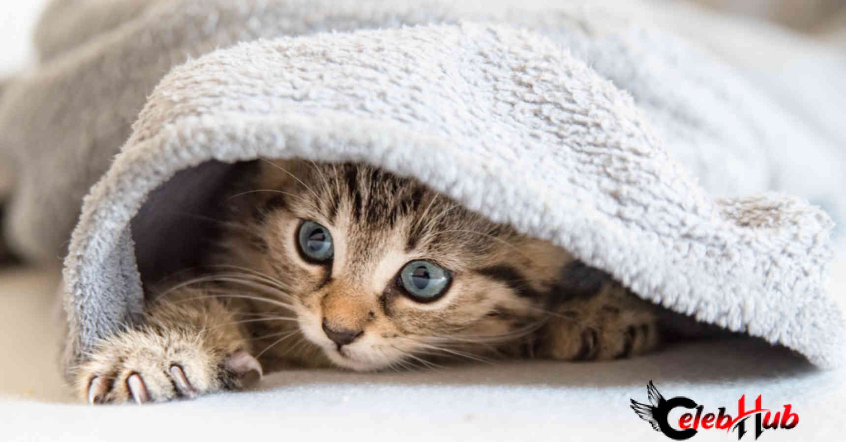 Cat feel blanket 