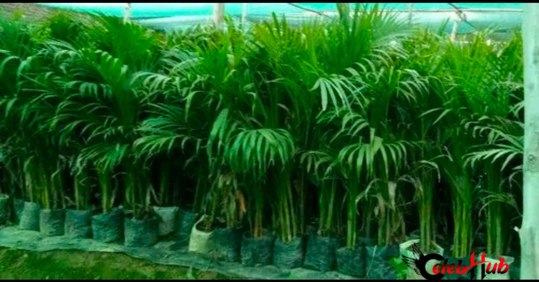 Areca palm 