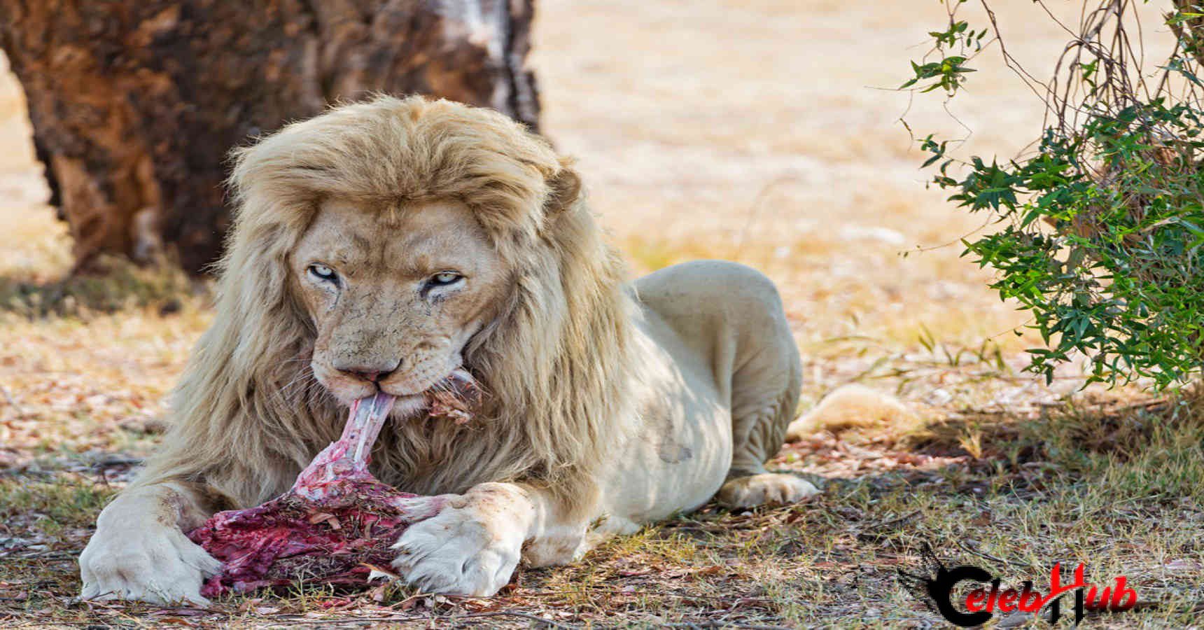 Lion eat meat 