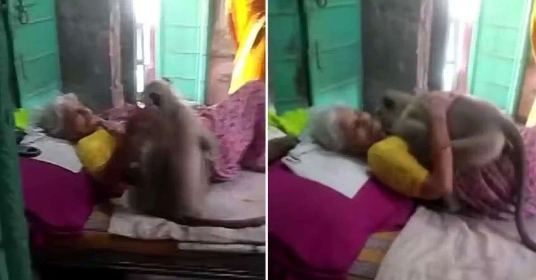Sick grand mother and monkey Viral video